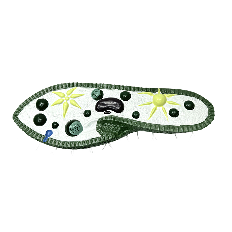 Biology teaching instrument model, paramecium model