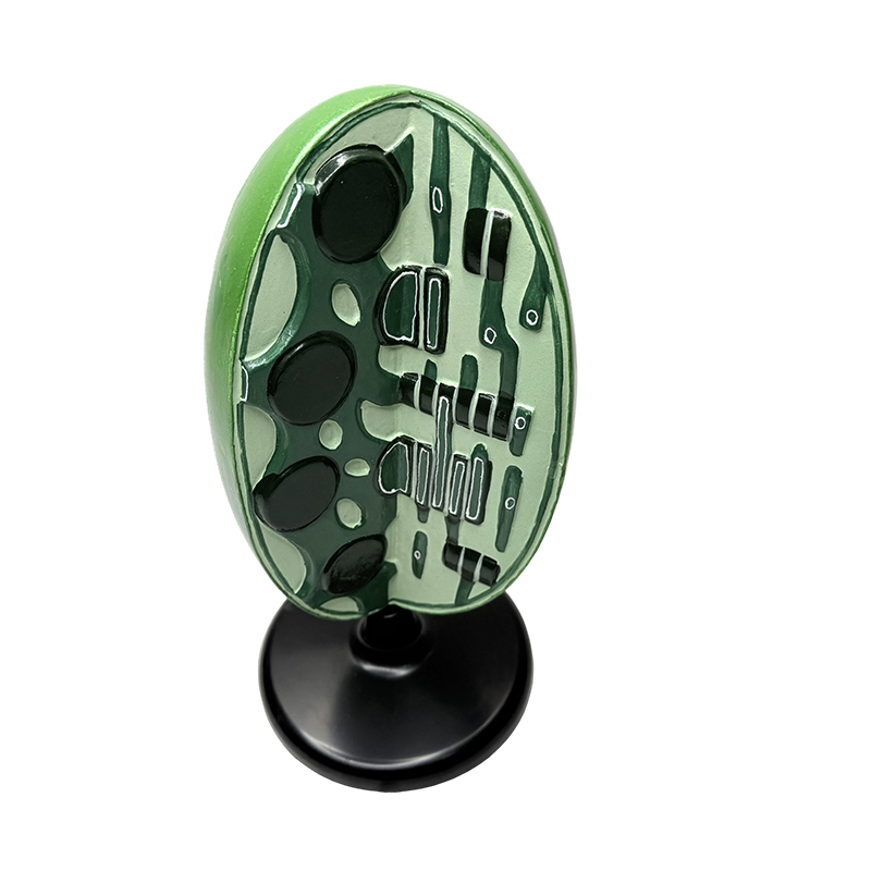 Junior high school biology teaching model biology lab instrument experiment plant microstructure organelle chloroplast model