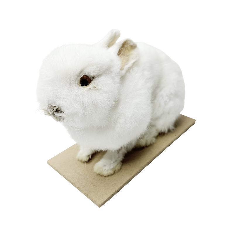 Rabbit model / specimen / science