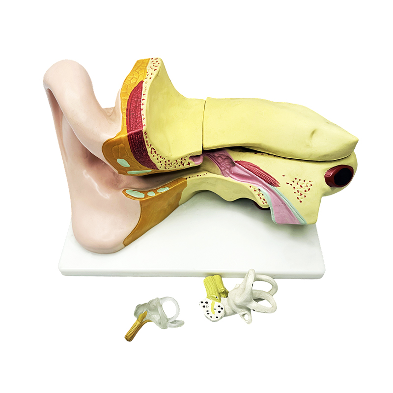 Human ear anatomy model ear anatomy model ear anatomy