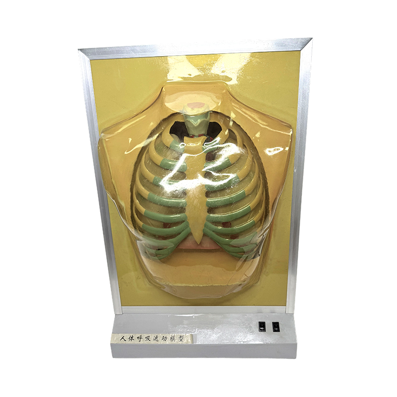 Teaching equipment human organ model lung anatomy model medical teaching aids respiratory motion simulator