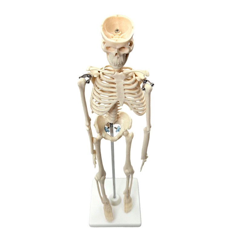 Human skeletal model 42cm