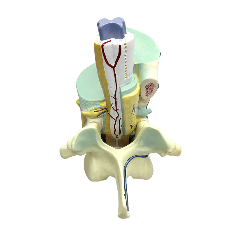 Biomedical teaching model spinal and vertebral partial models