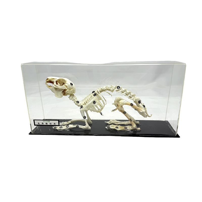 Rabbit skeleton specimen used for school teaching equipment