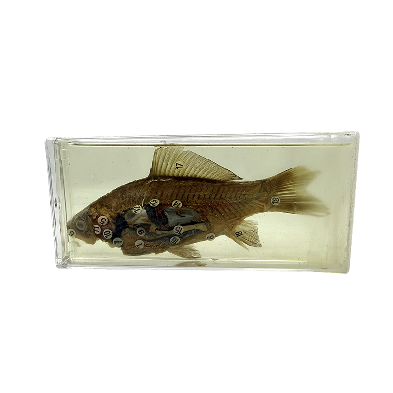 Biological specimens for teaching and research purposes, fish specimens