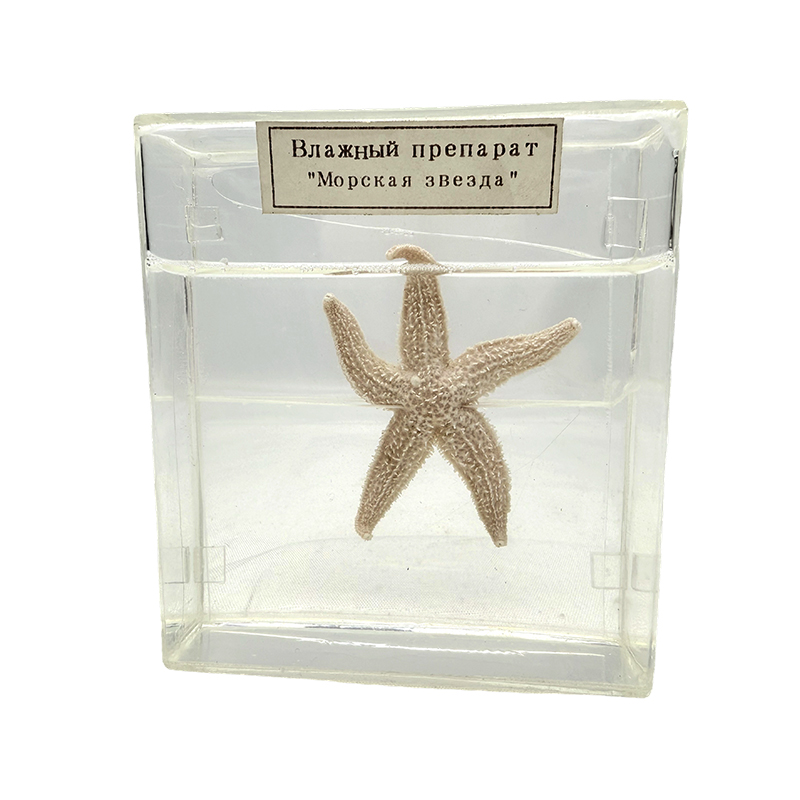 Sea star biological specimen