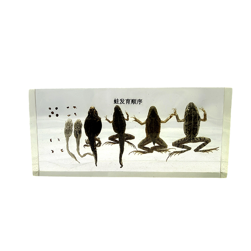 Frog developmental specimen, animal anatomy, biological specimen