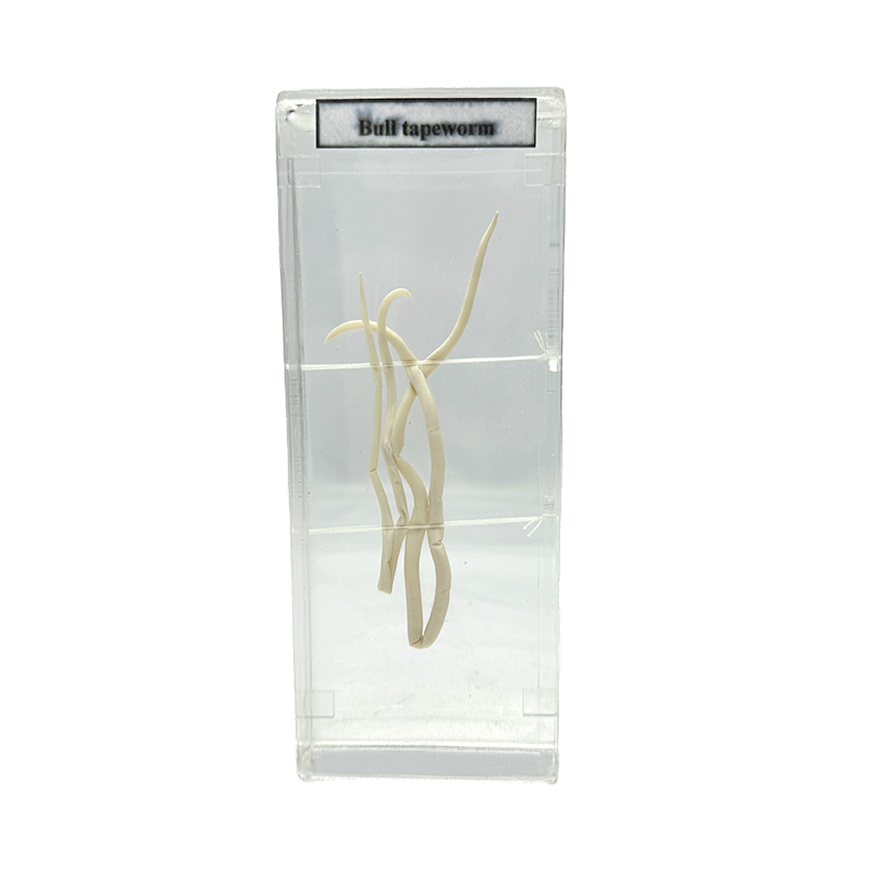 Ascaris worm specimens/biological specimens