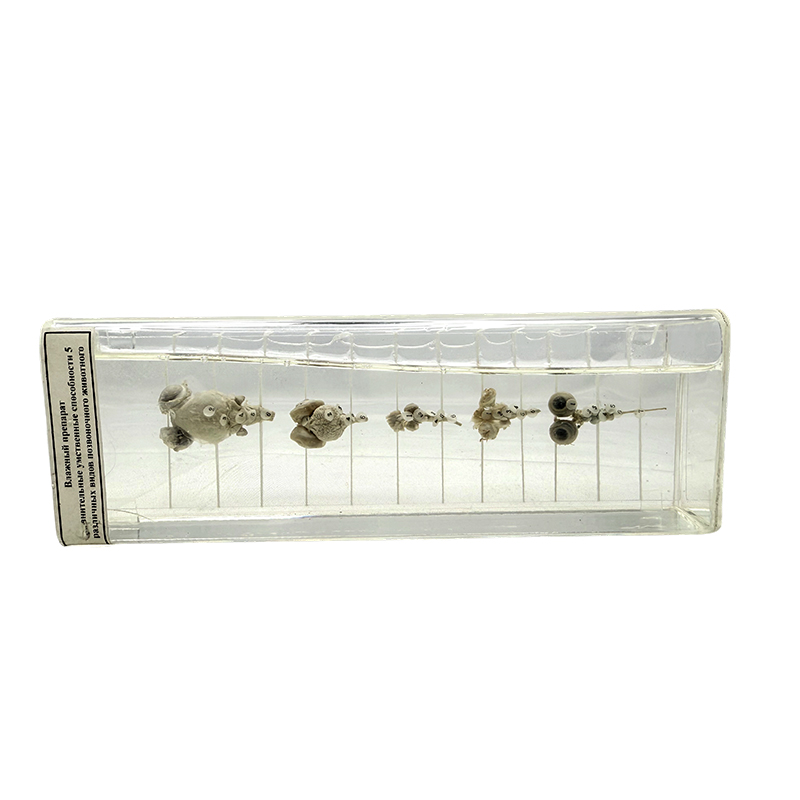 Biology teaching resin education specimen group 5 vertebrate groups