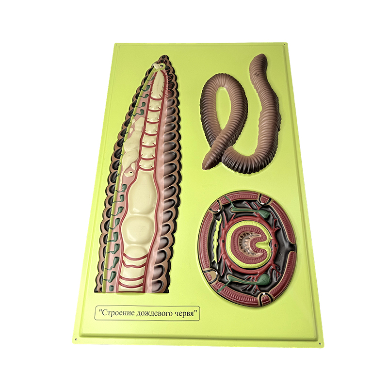 Relief model of earth worm